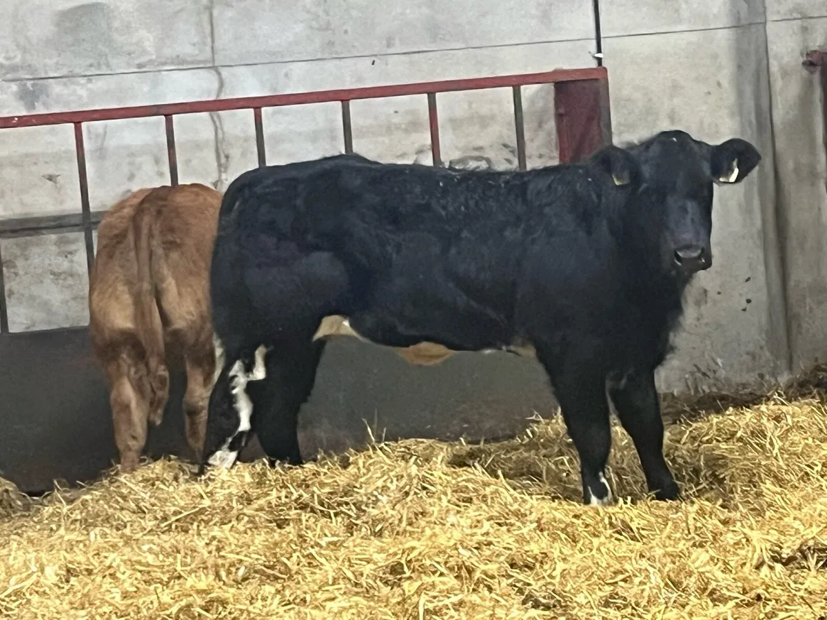 ⭐️ Show Quality BB Heifer Weanlings ⭐️ - Image 1