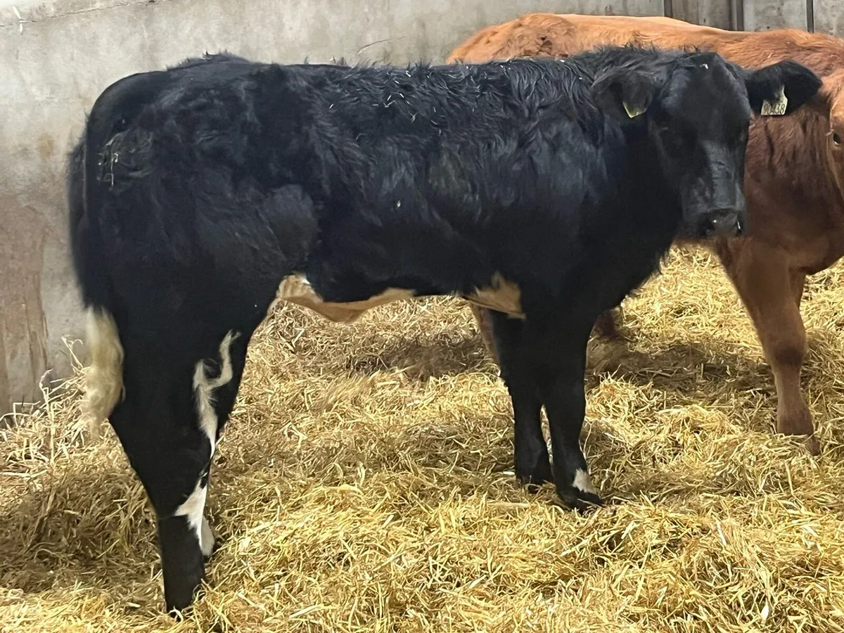 ⭐️ Show Quality BB Heifer Weanlings ⭐️ - Image 2
