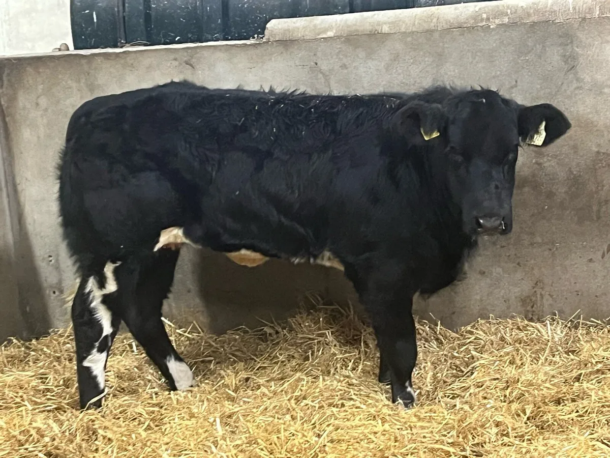 ⭐️ Show Quality BB Heifer Weanlings ⭐️ - Image 3