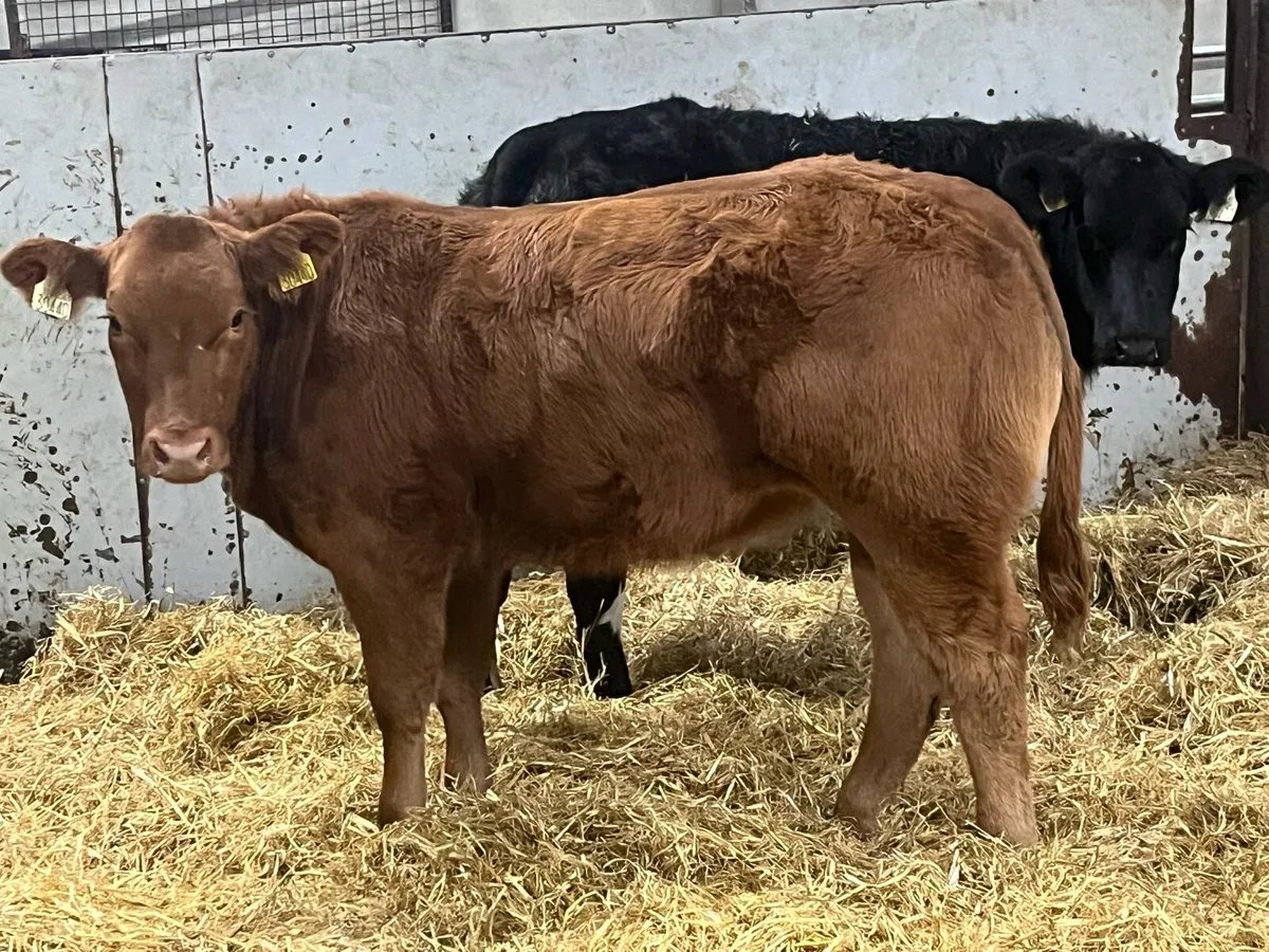 ⭐️ Show Quality BB Heifer Weanlings ⭐️ - Image 4
