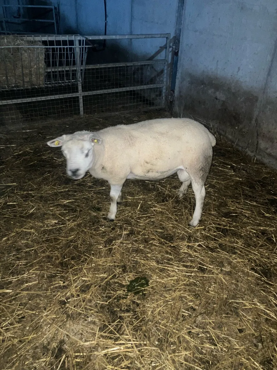 SIS texel ram ( read add) - Image 1