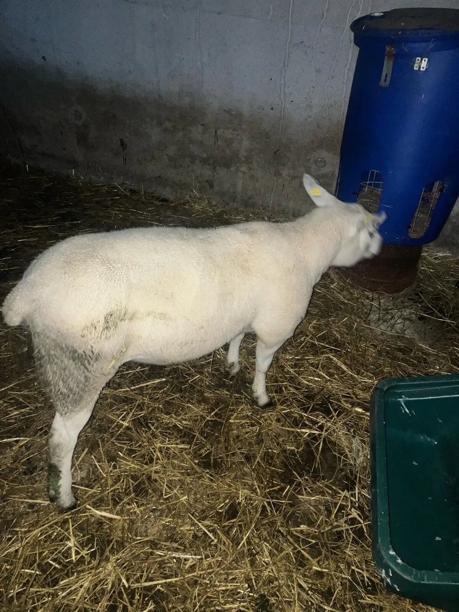 SIS texel ram ( read add) - Image 2