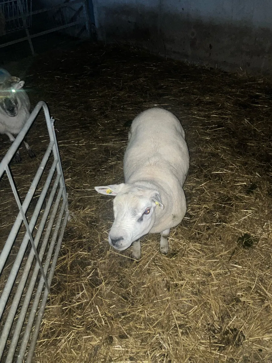 SIS texel ram ( read add) - Image 3