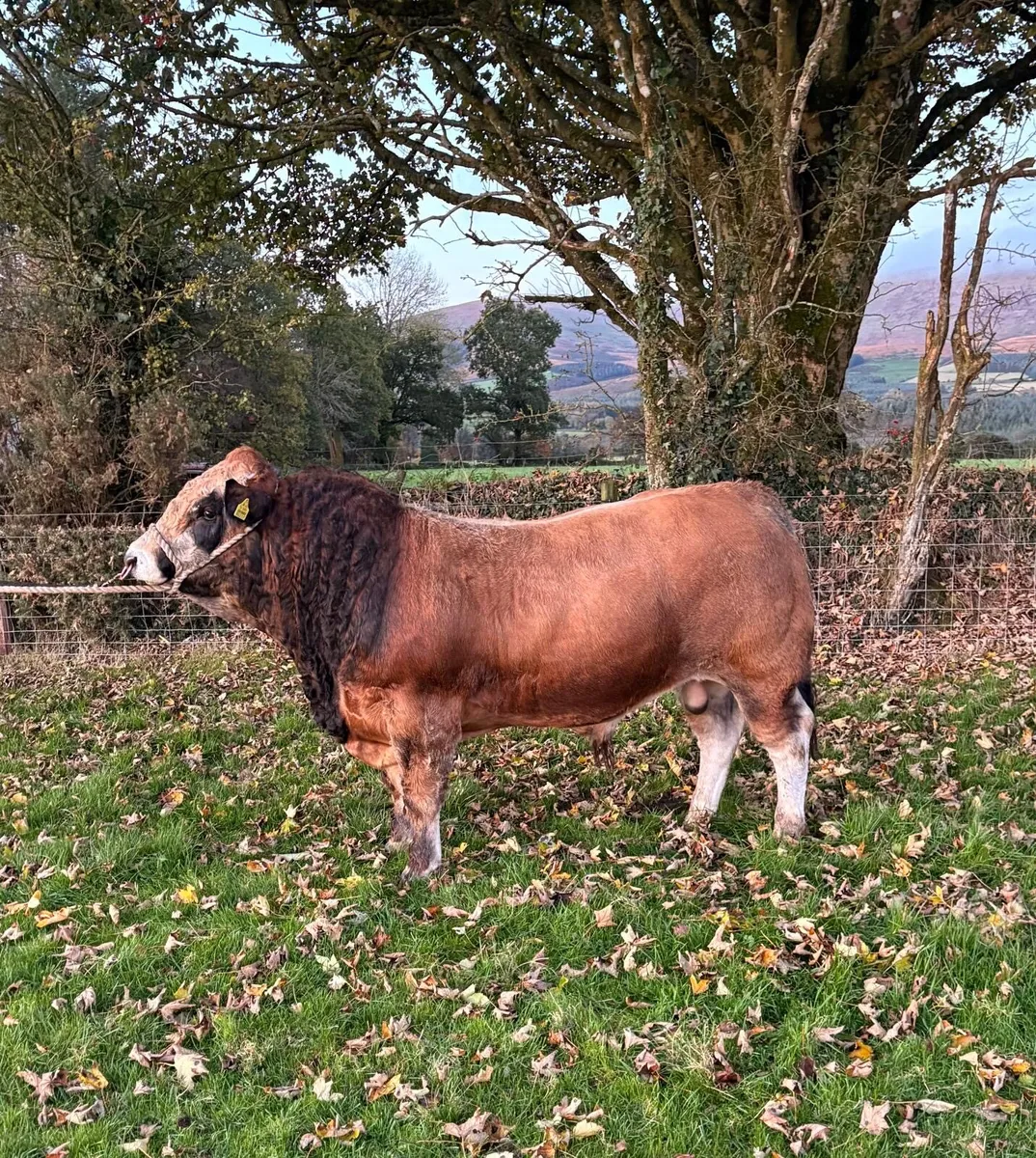Aubrac Bulls - Image 1