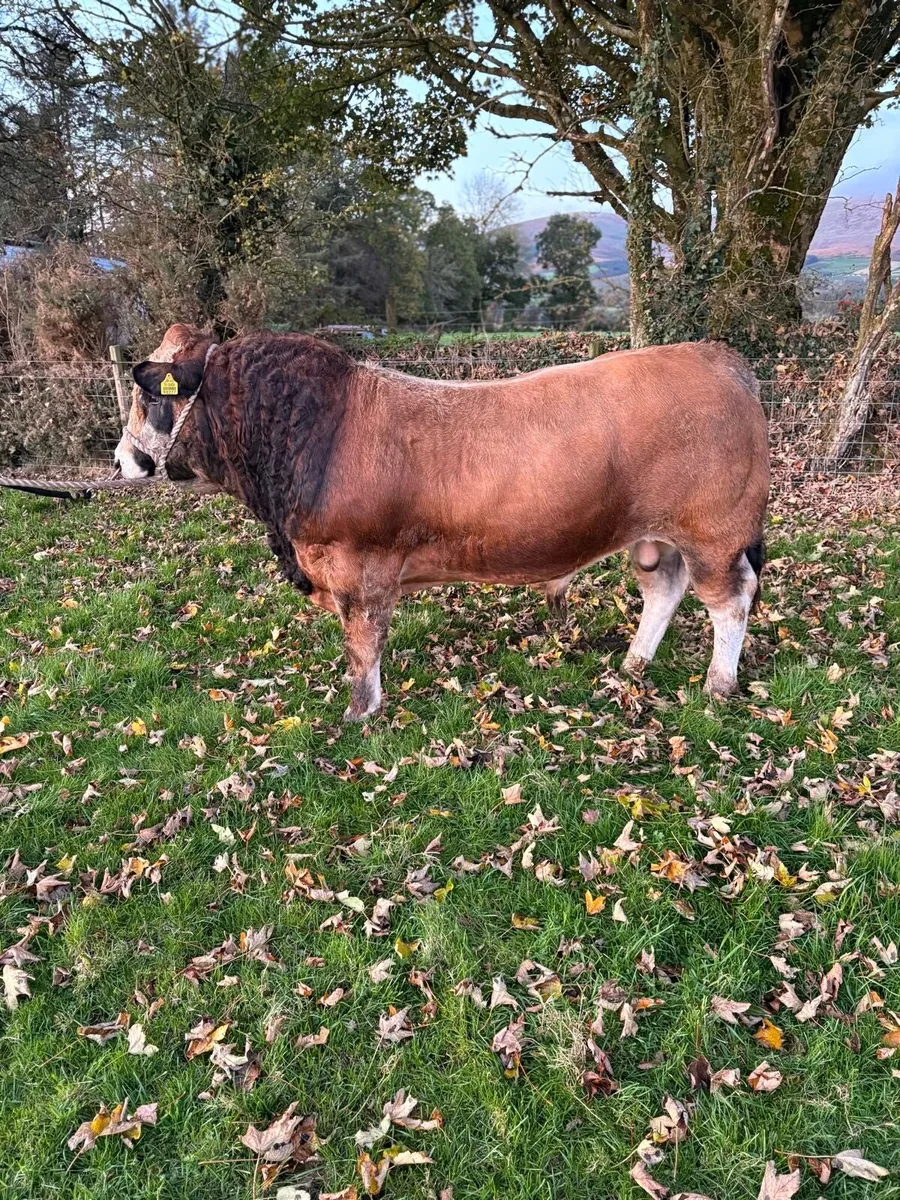 Aubrac Bulls - Image 2