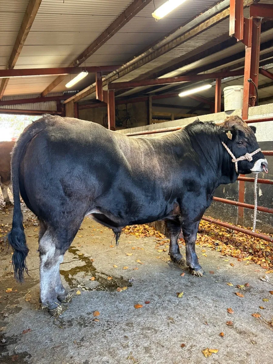 Aubrac Bulls - Image 3