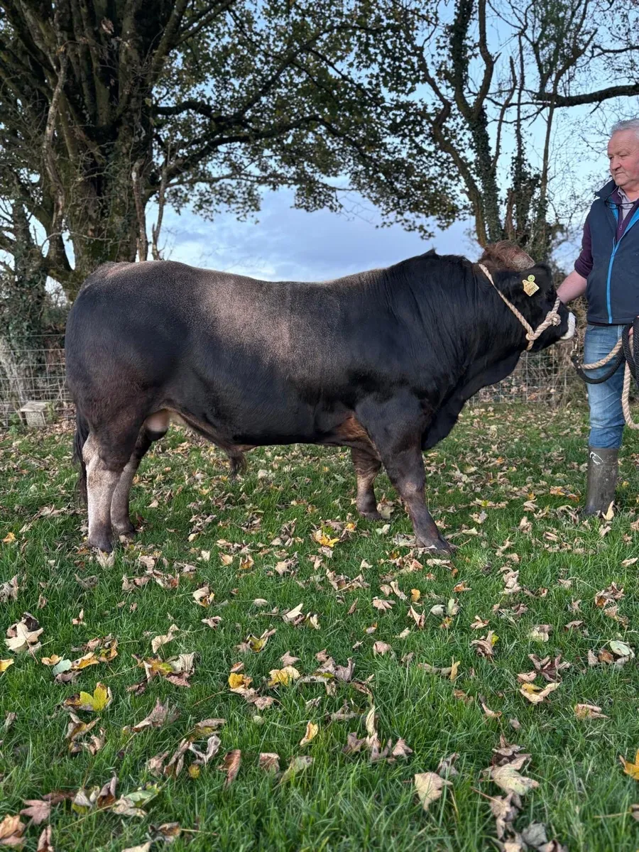 Aubrac Bulls - Image 4
