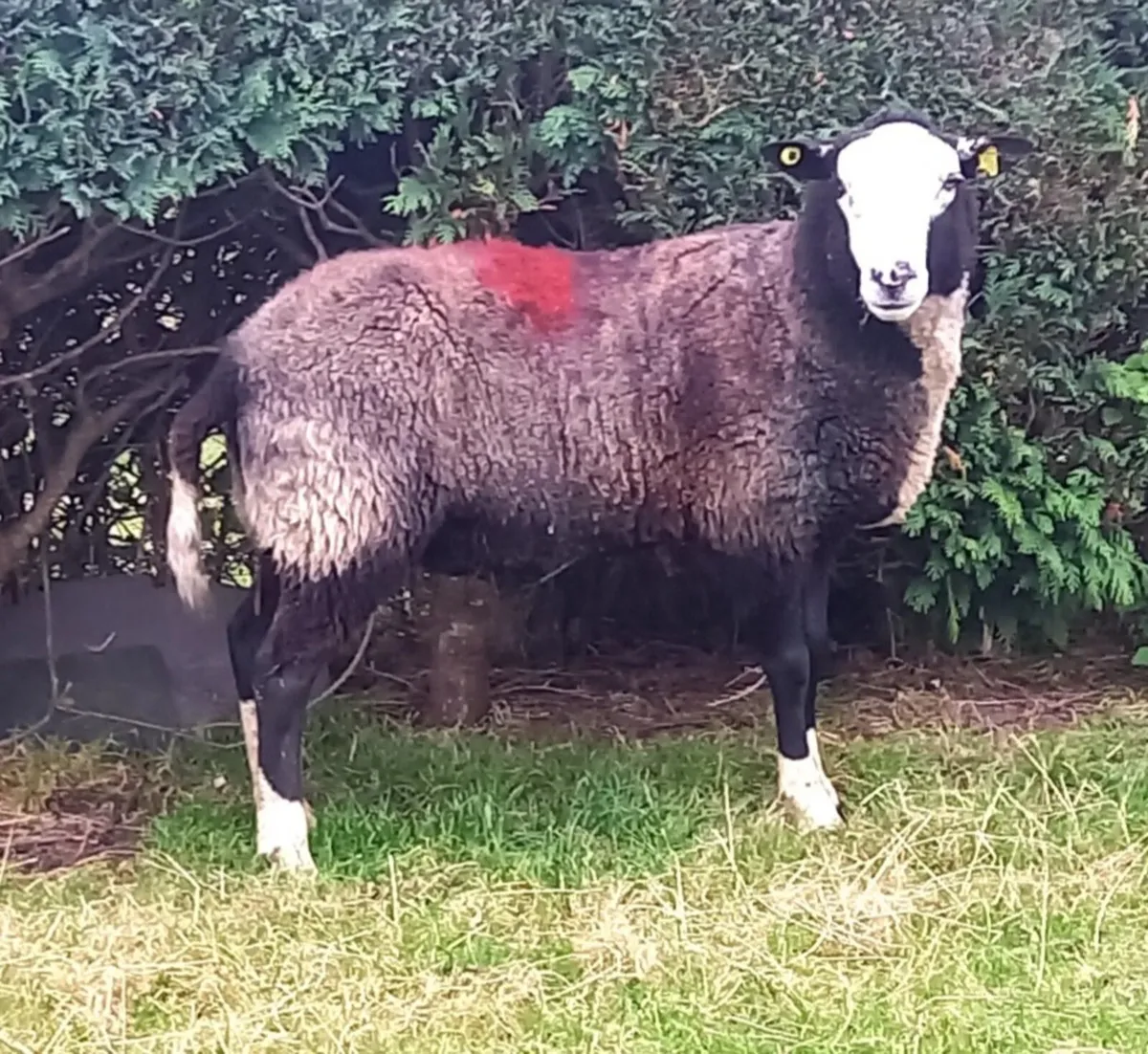 ZWARBLE  RAM