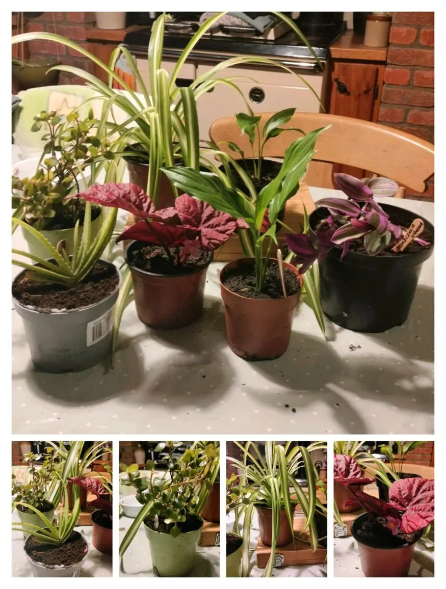 House plants Air purifiers and more. - Image 4