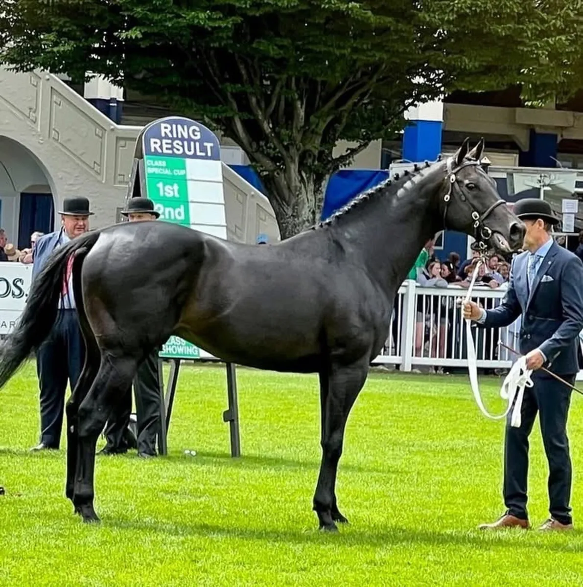 Outstanding Filly Foal for sale!! - Image 3