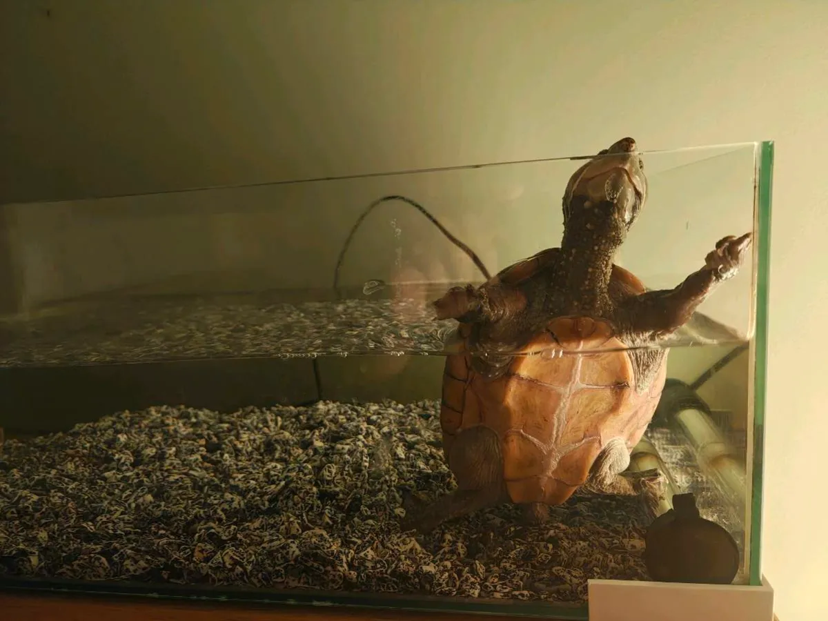 Turtle - Image 1