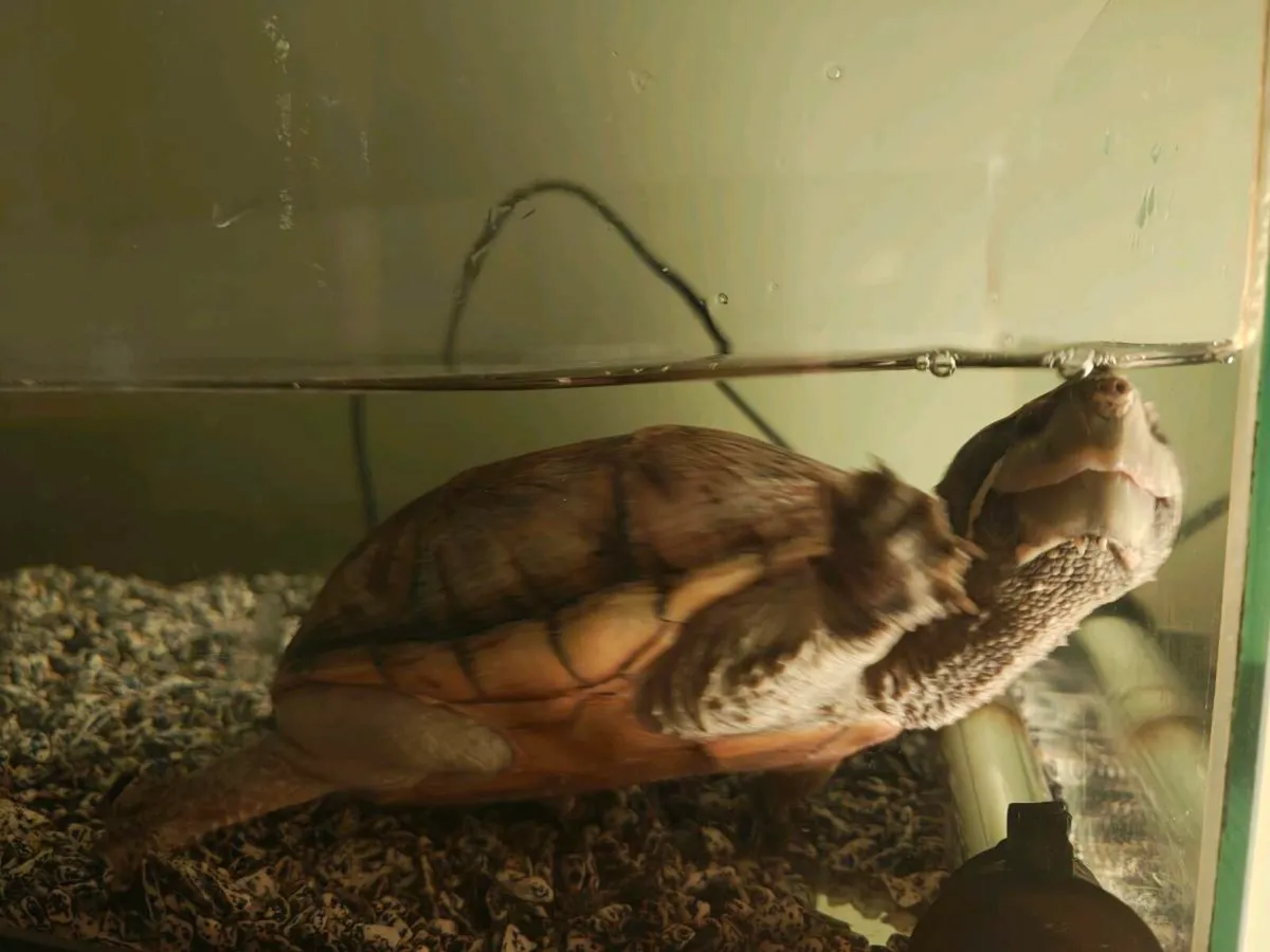 Turtle - Image 2