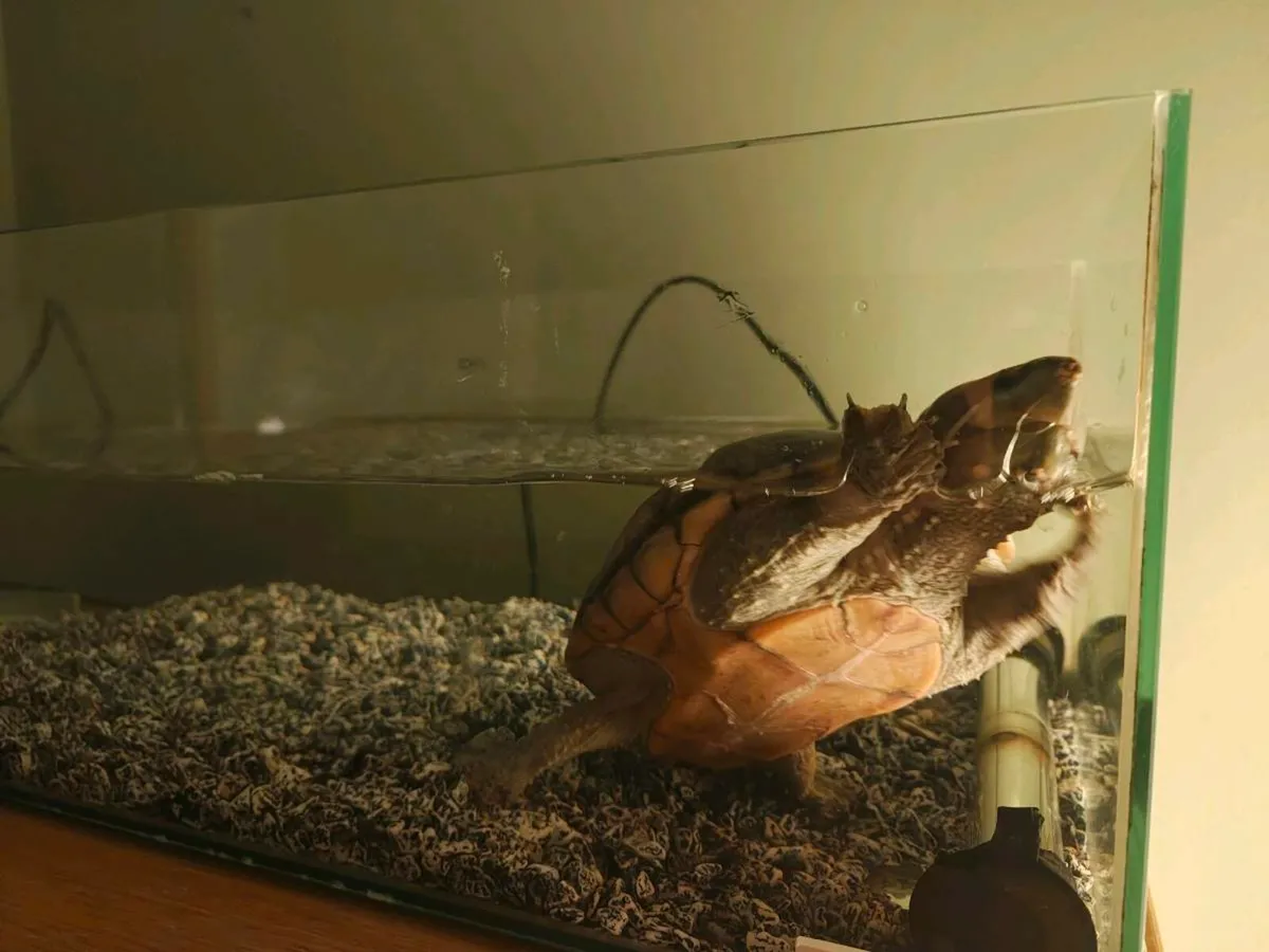 Turtle - Image 3