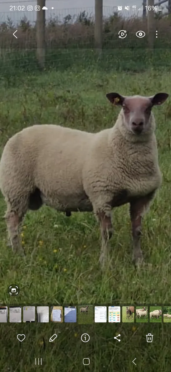 Rouge ram lambs
