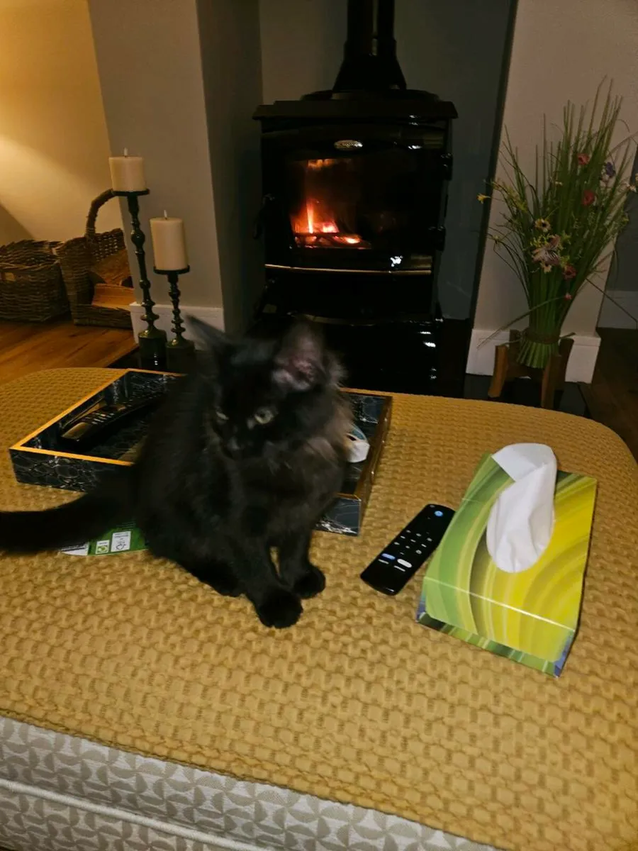 Kitten - Image 1