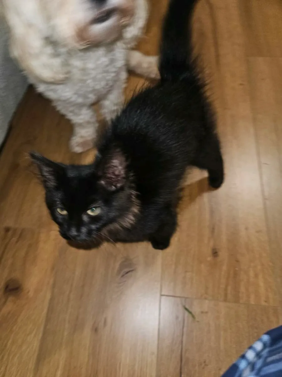 Kitten - Image 2