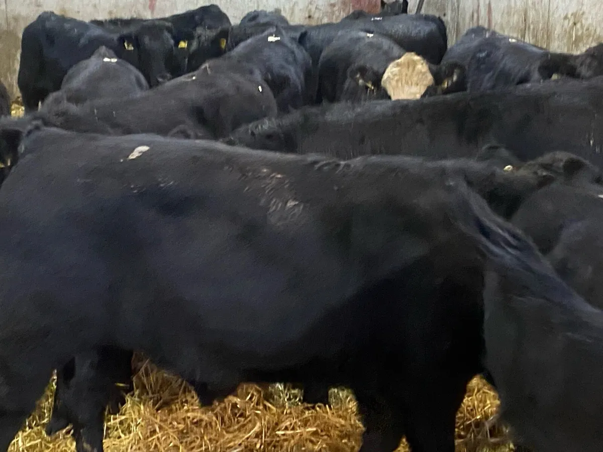 16 Suckler Bred Angus Bullocks ( No Moves) - Image 1