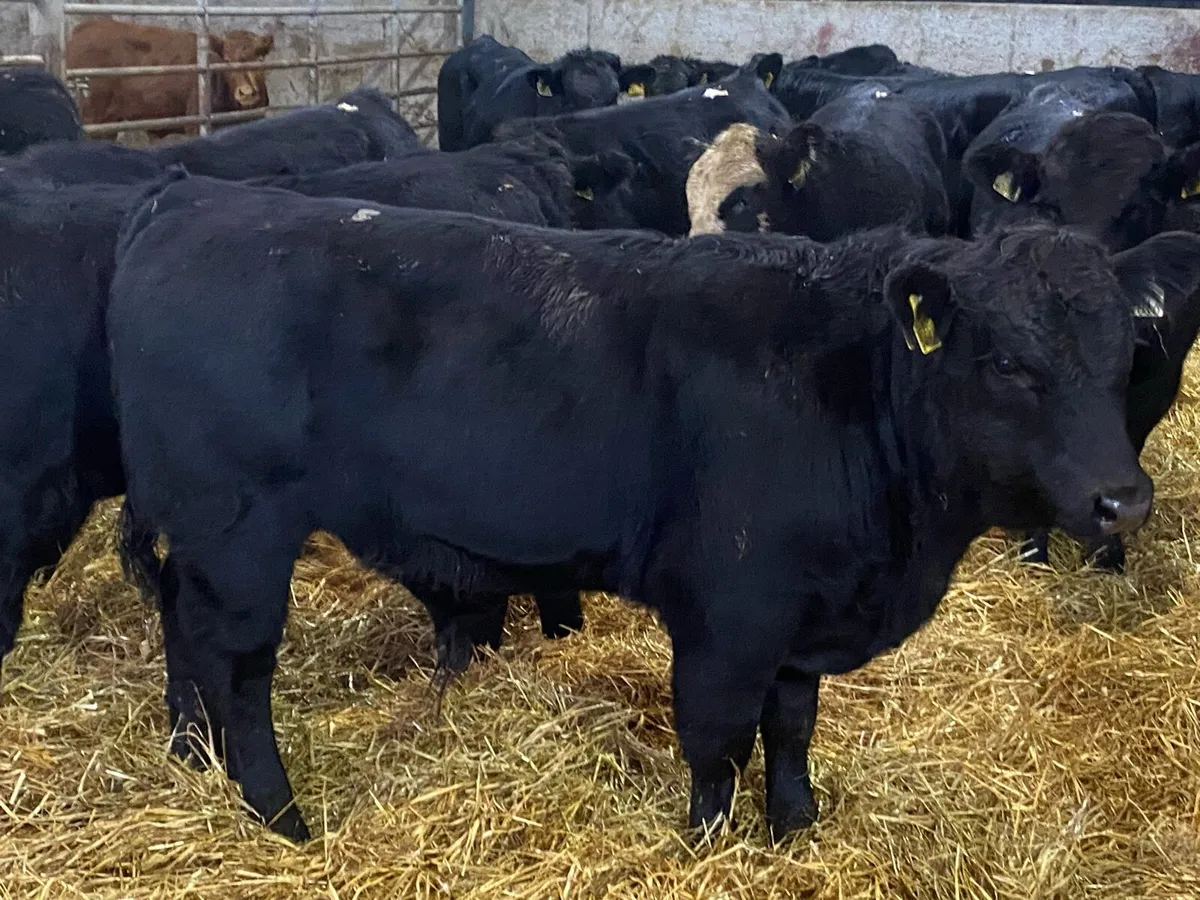 16 Suckler Bred Angus Bullocks ( No Moves) - Image 2