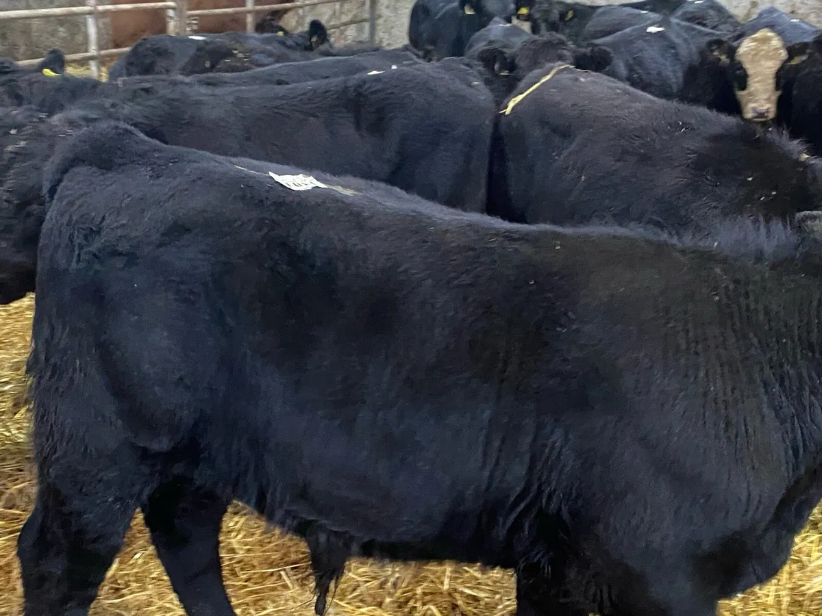 16 Suckler Bred Angus Bullocks ( No Moves) - Image 3