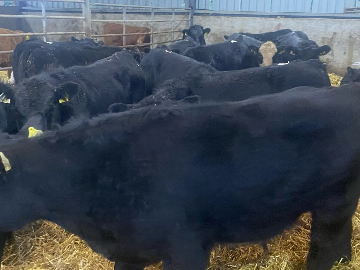 16 Suckler Bred Angus Bullocks ( No Moves) - Image 4