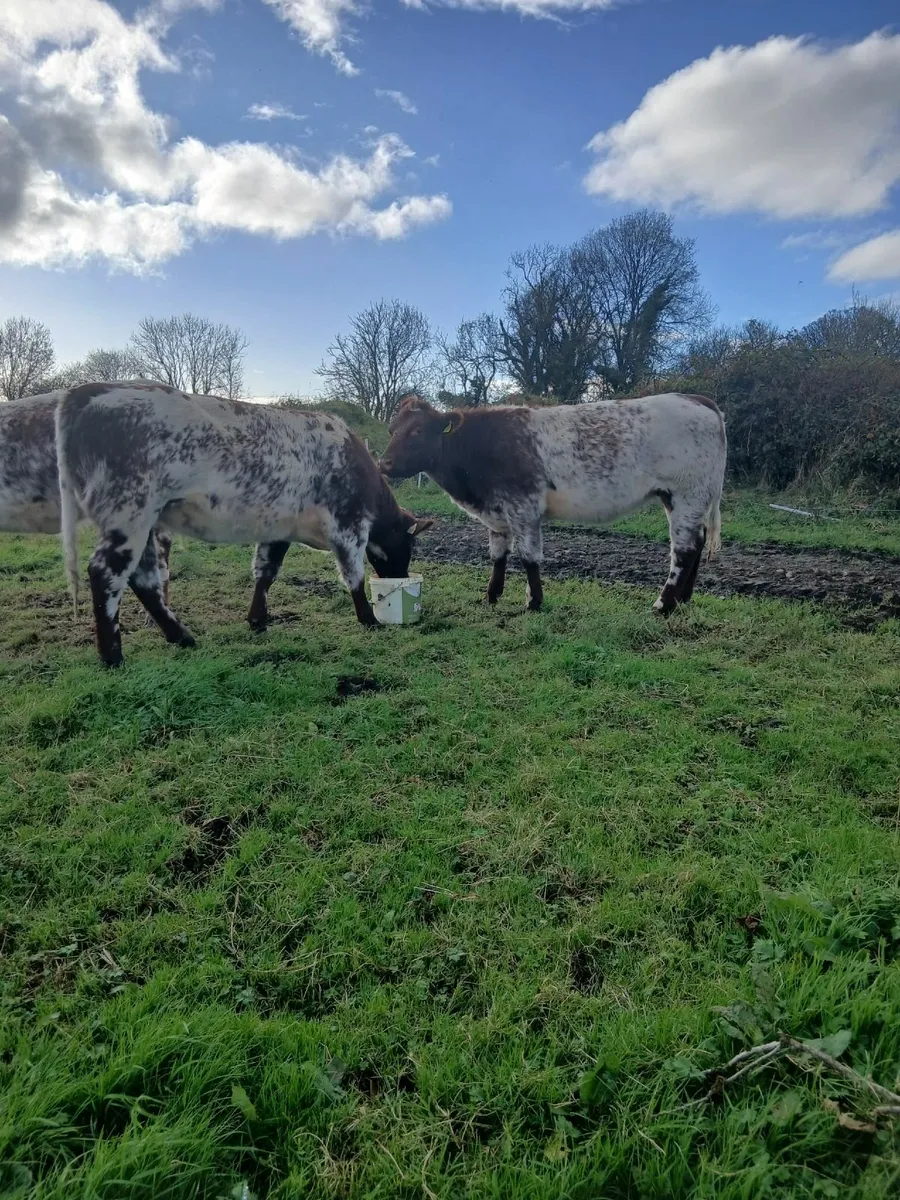 Heifers - Image 2