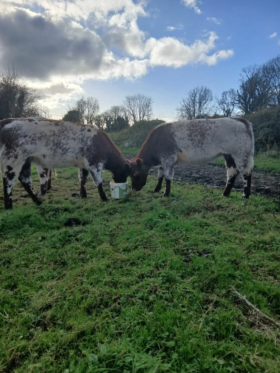 Heifers - Image 1