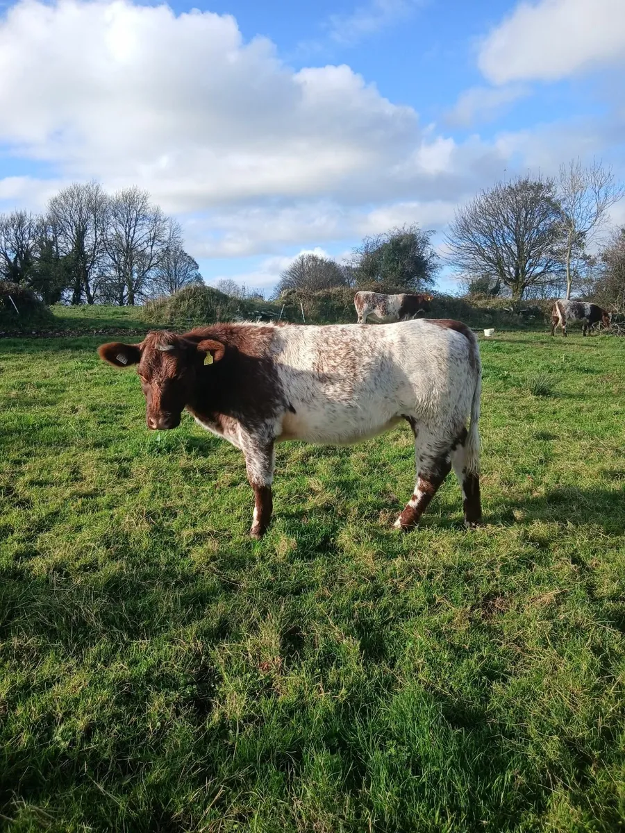 Heifers - Image 3