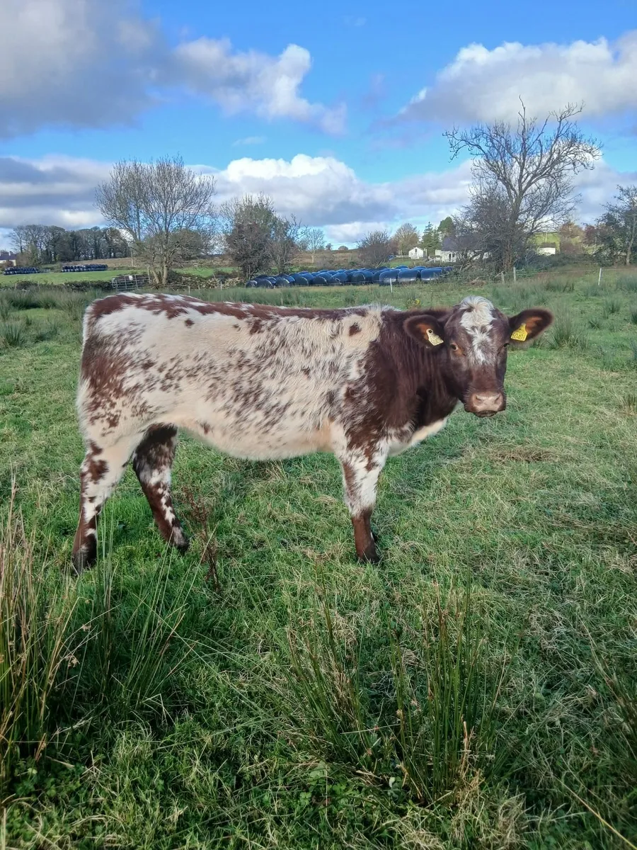 Heifers - Image 4