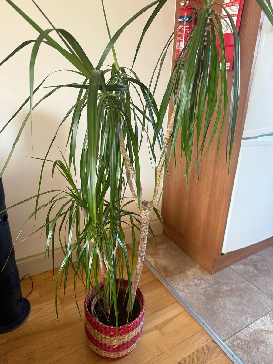 Dragon Tree Plant - Image 1