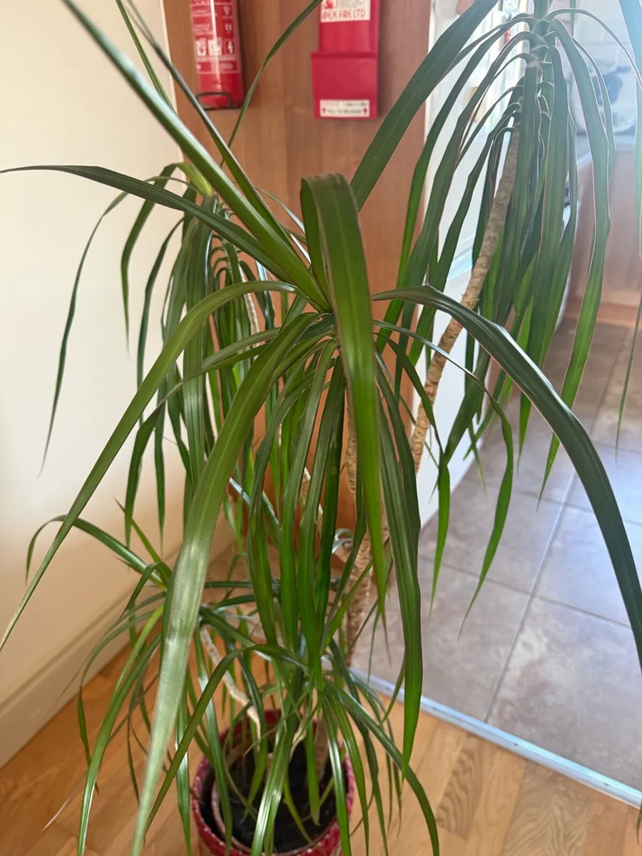 Dragon Tree Plant - Image 2