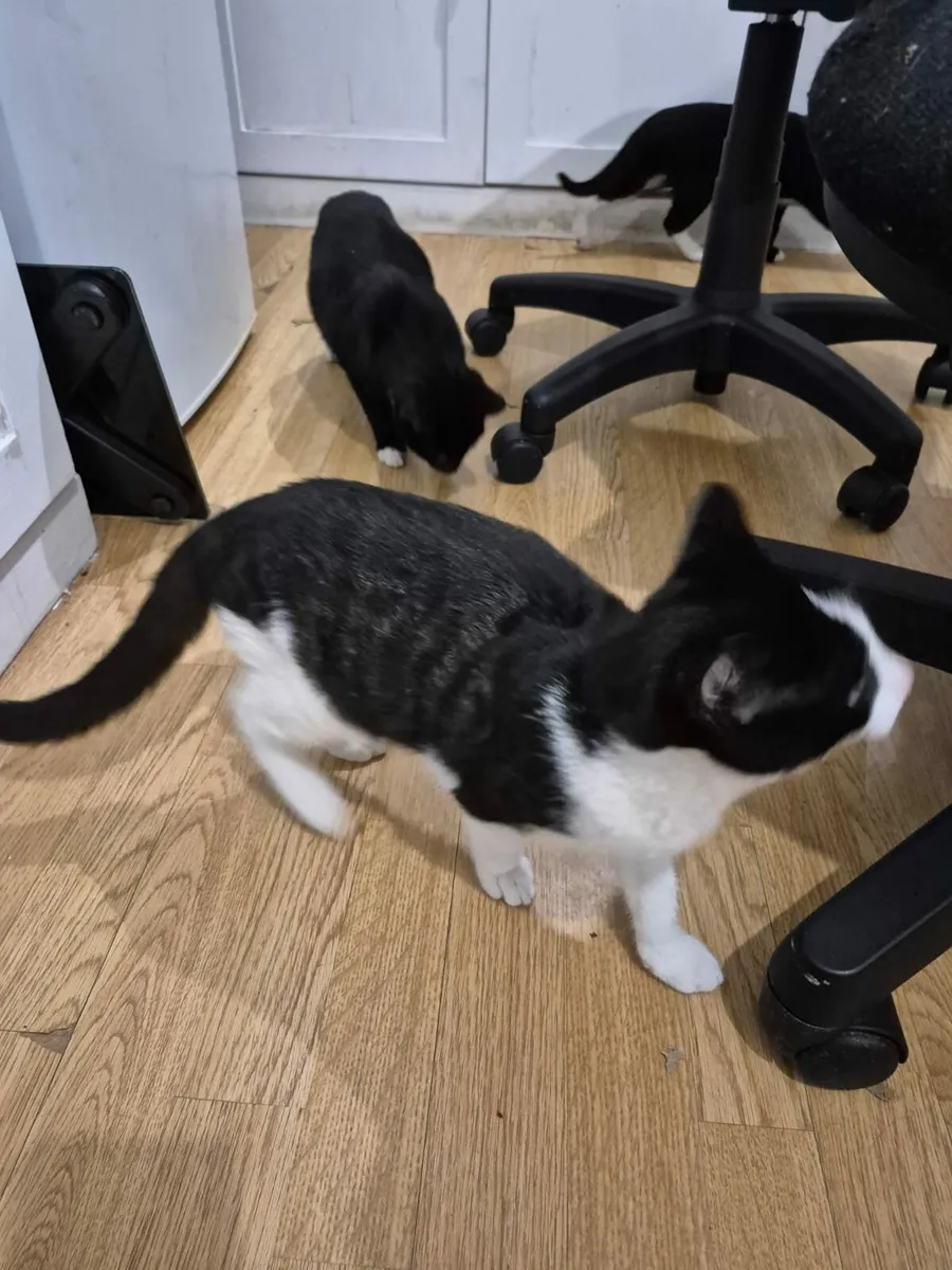 4 Adorable, playful 3-Month old kittens. - Image 3