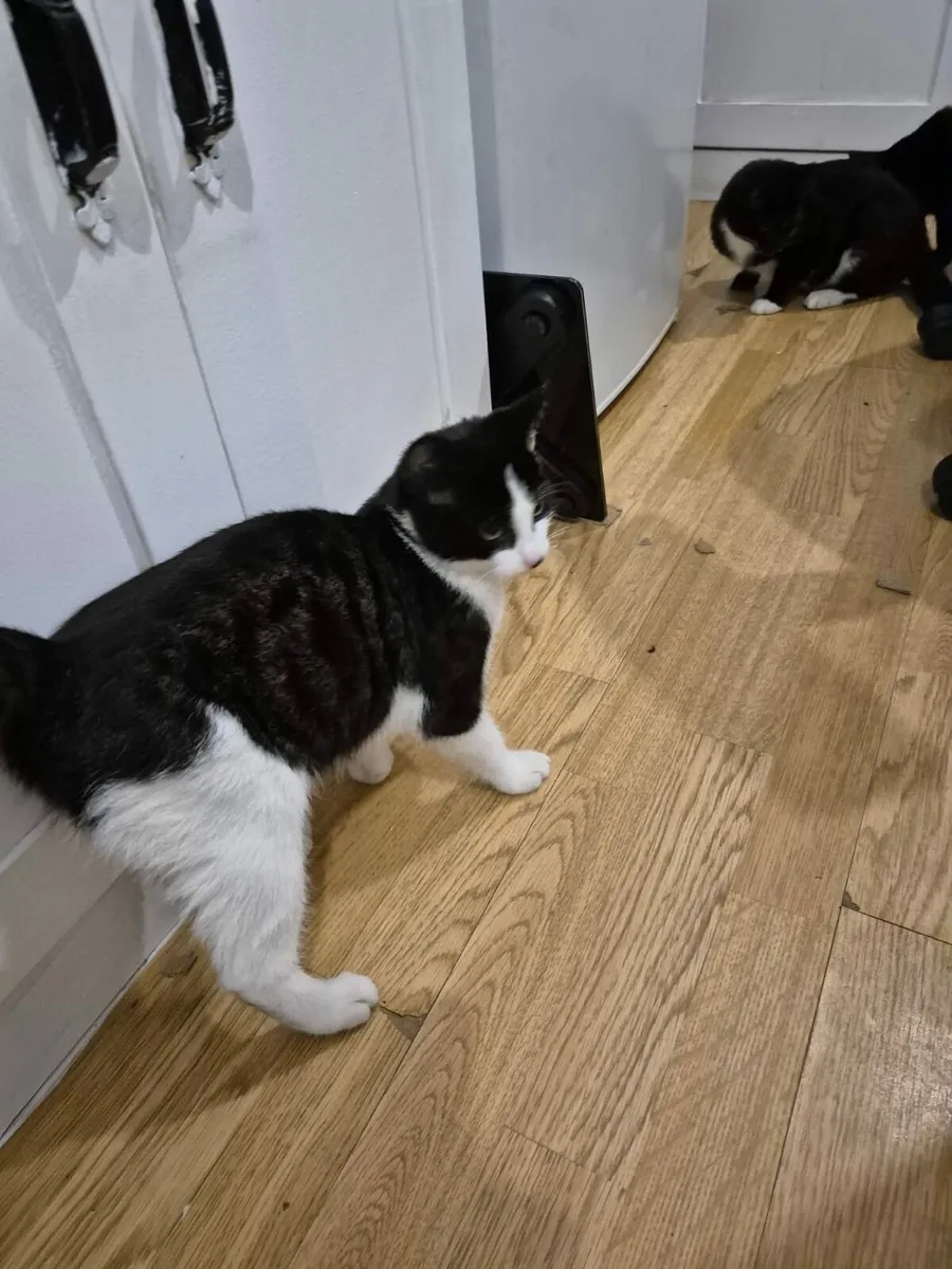 4 Adorable, playful 3-Month old kittens. - Image 2