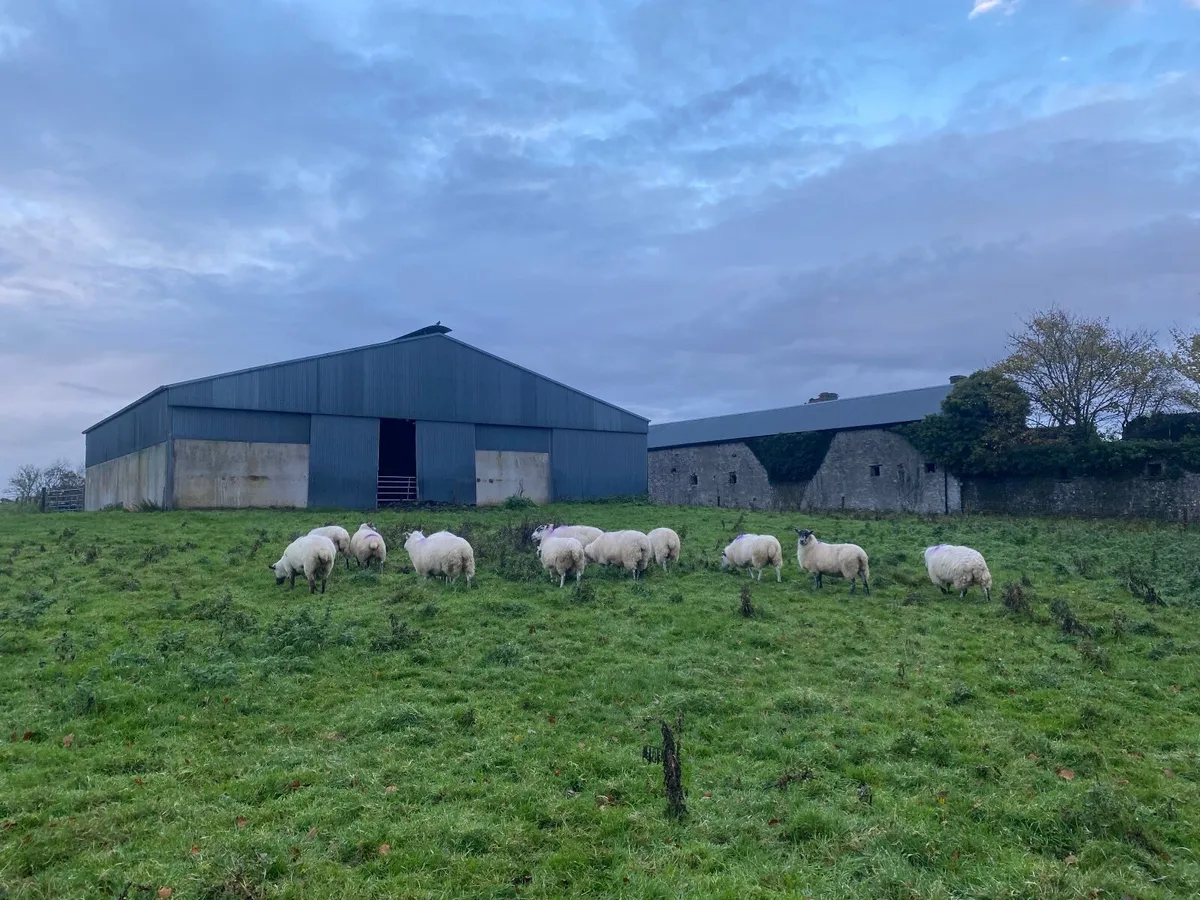 Sheep - Image 1