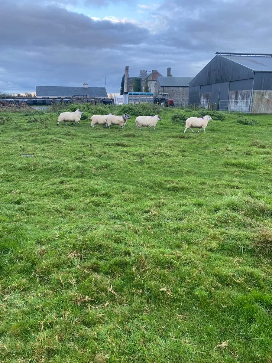 Sheep - Image 2