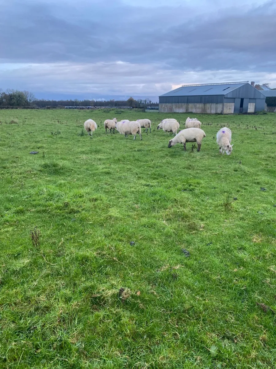 Sheep - Image 3