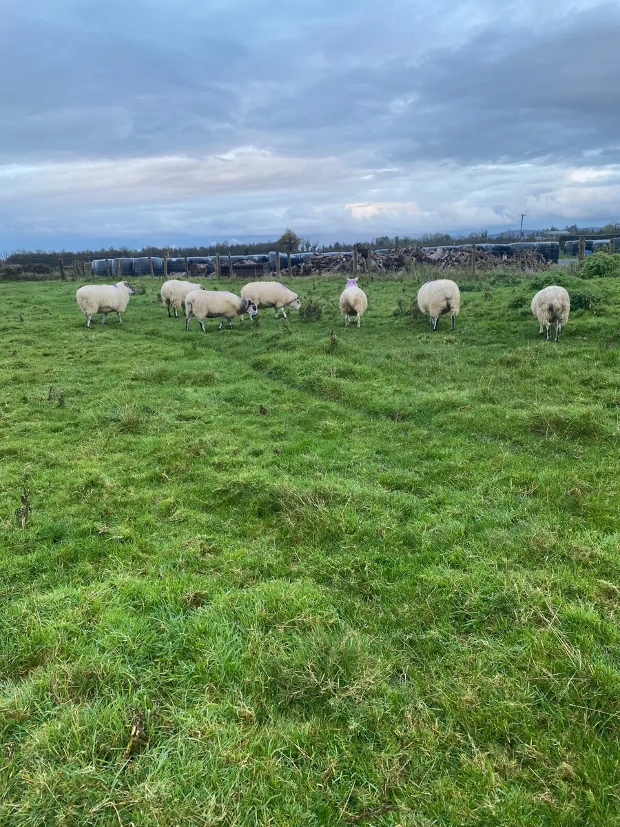 Sheep - Image 4