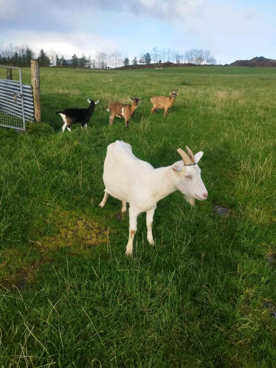 Puck goat - Image 3