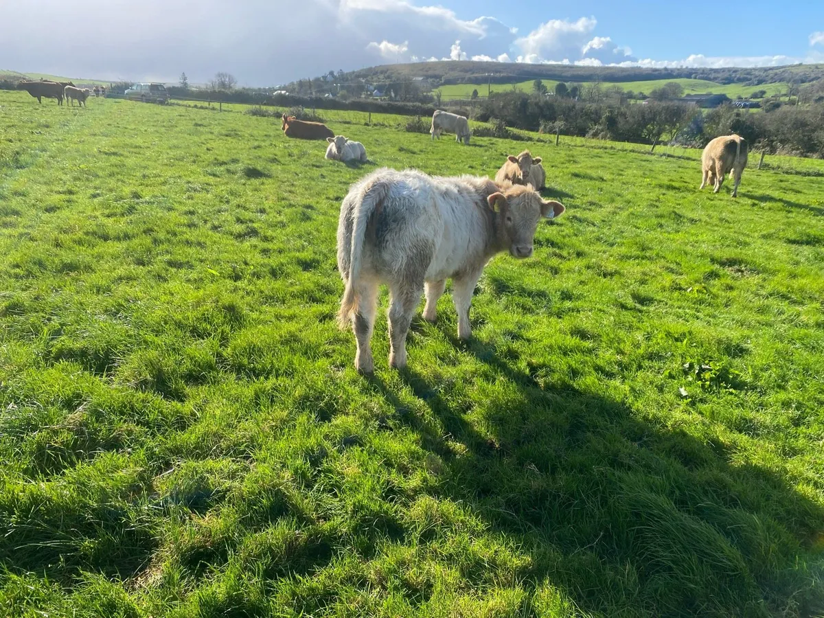 Limestone Heifers - Image 1