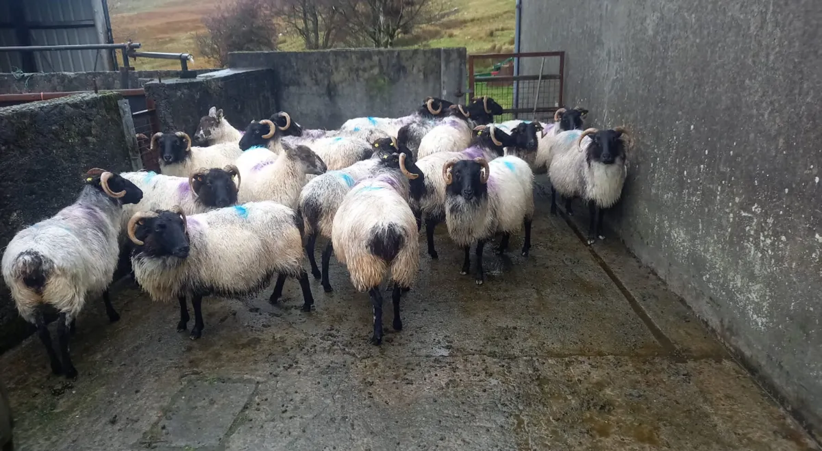 Mayo-Connemara Ewes For Sale - Image 1
