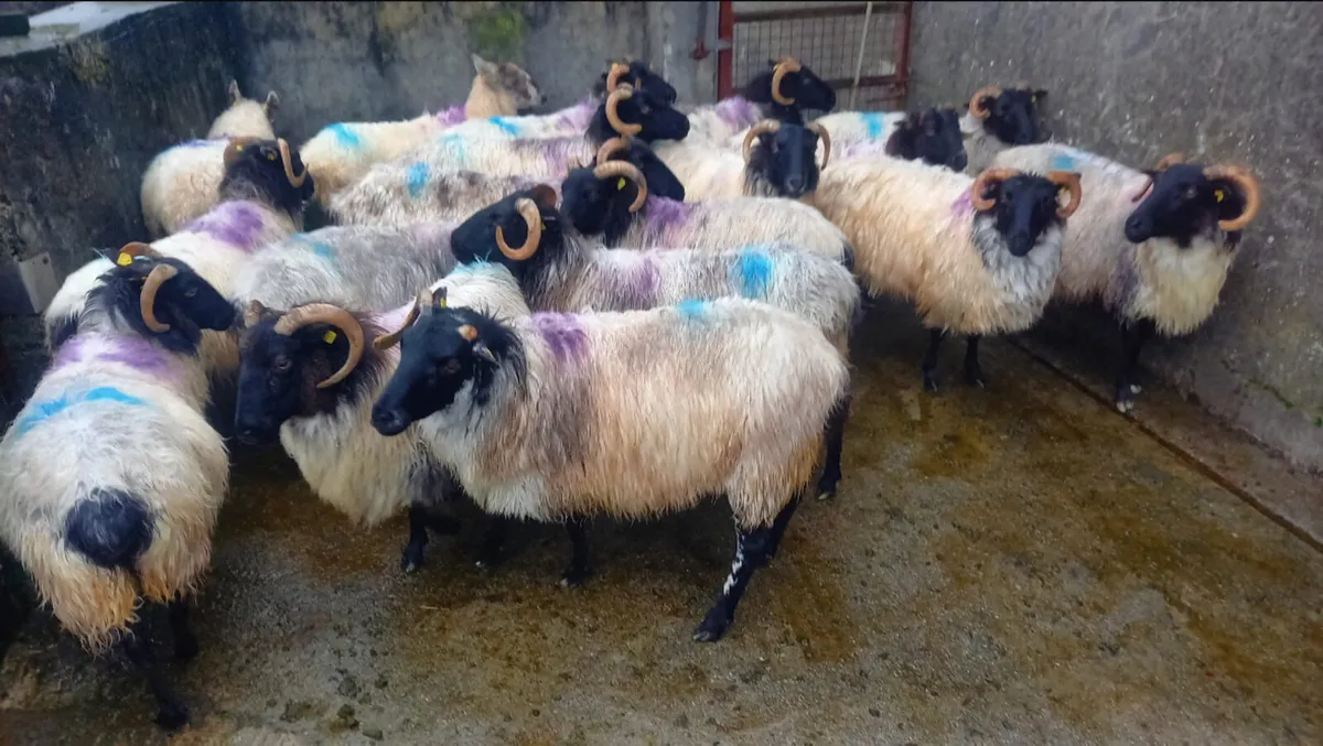 Mayo-Connemara Ewes For Sale - Image 2
