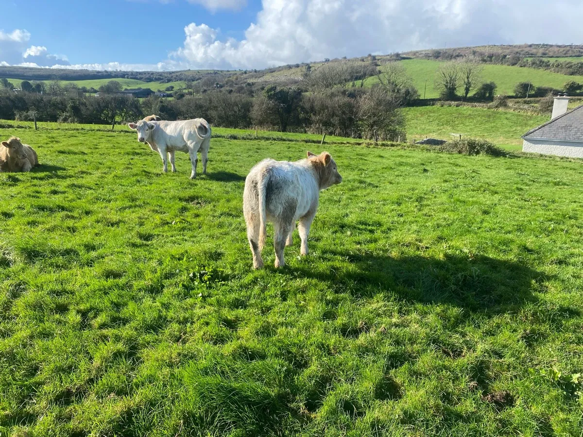 Limestone Heifers - Image 2