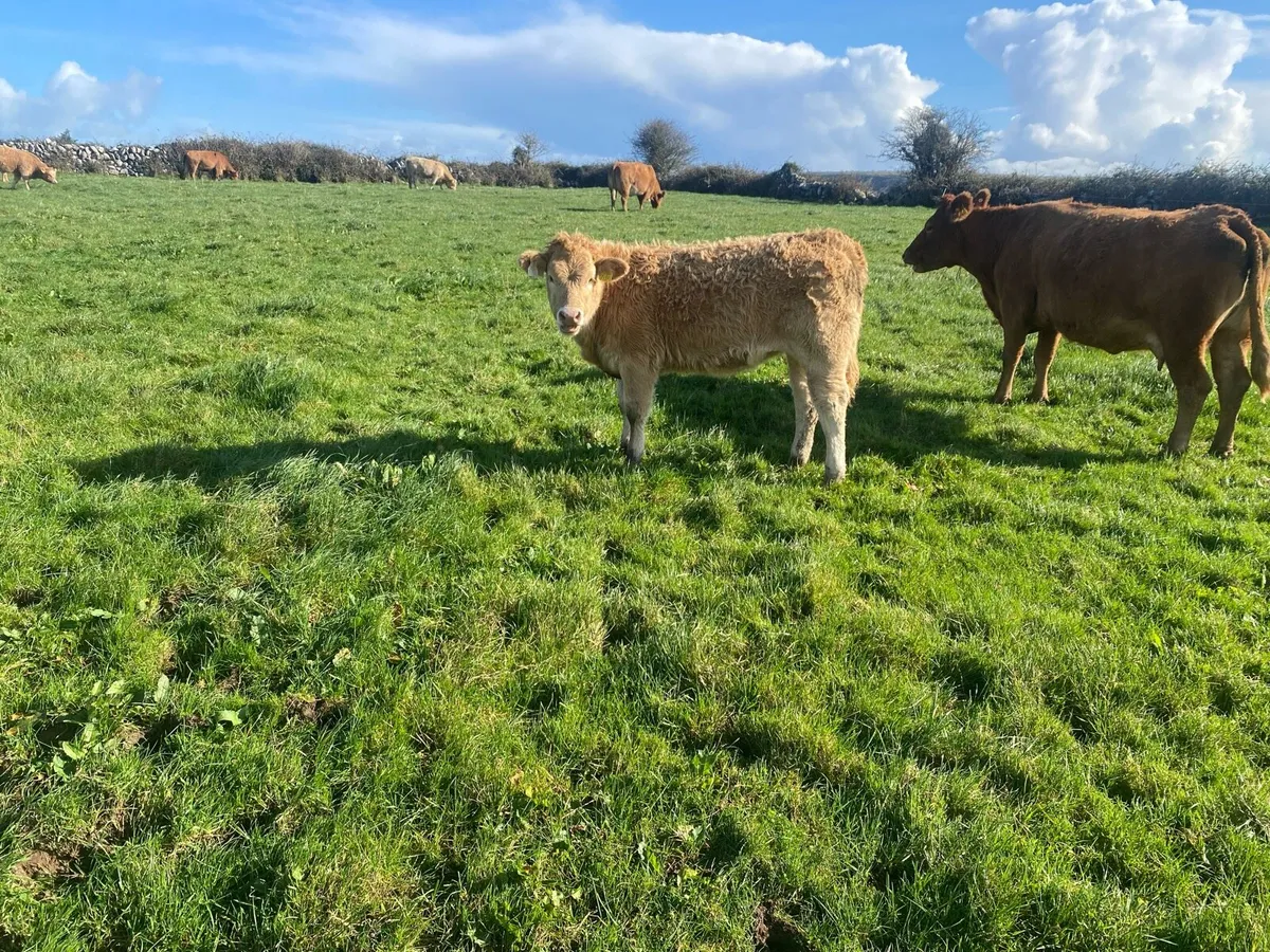 Limestone Heifers - Image 3