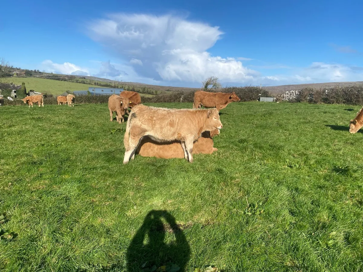 Limestone Heifers - Image 4