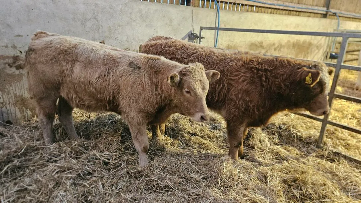 Charolais Bullocks - Image 1