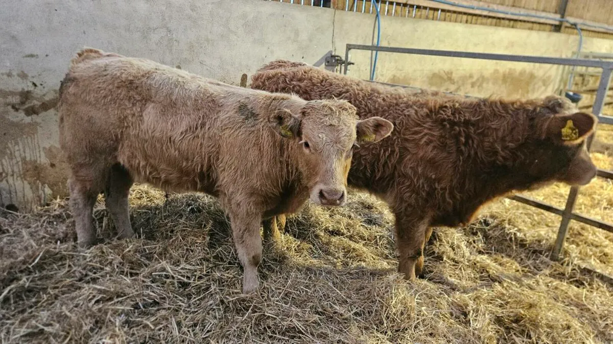Charolais Bullocks - Image 2
