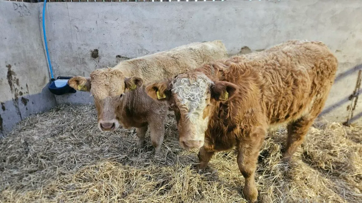 Charolais Bullocks - Image 3