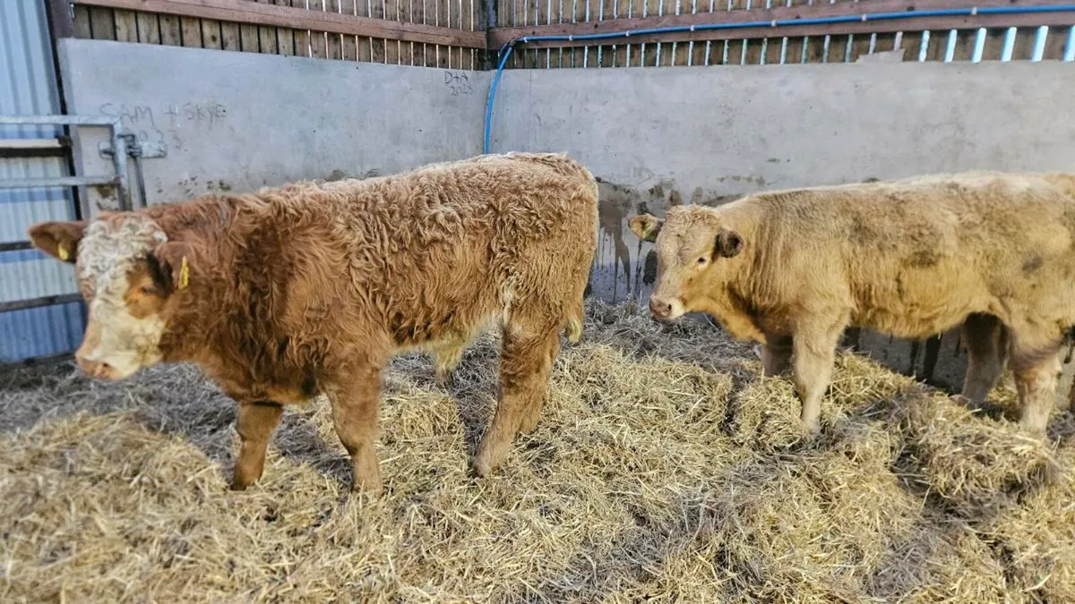 Charolais Bullocks - Image 4