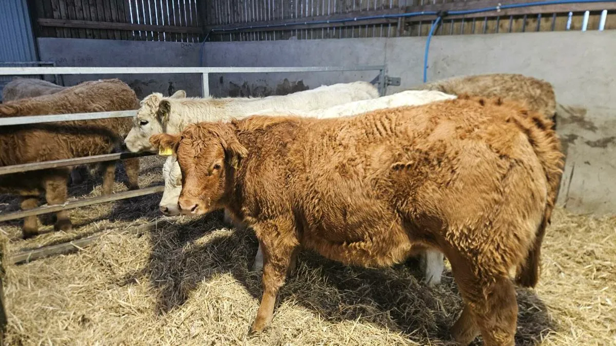 Charolais & Limousin Heifers - Image 2