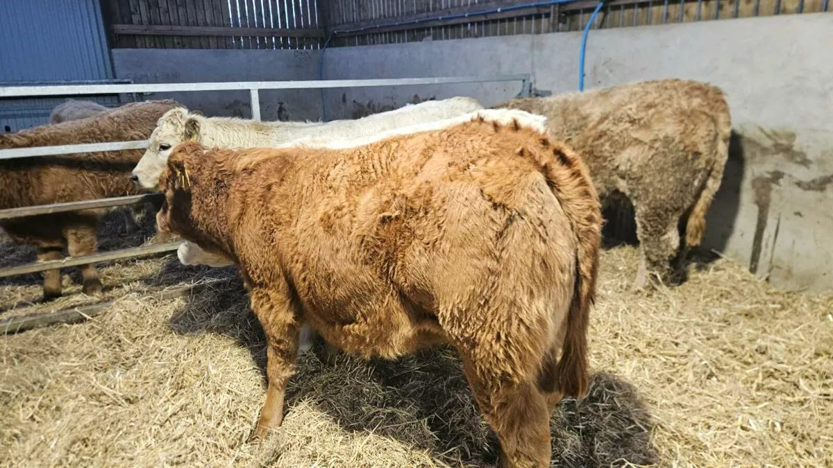 Charolais & Limousin Heifers - Image 3