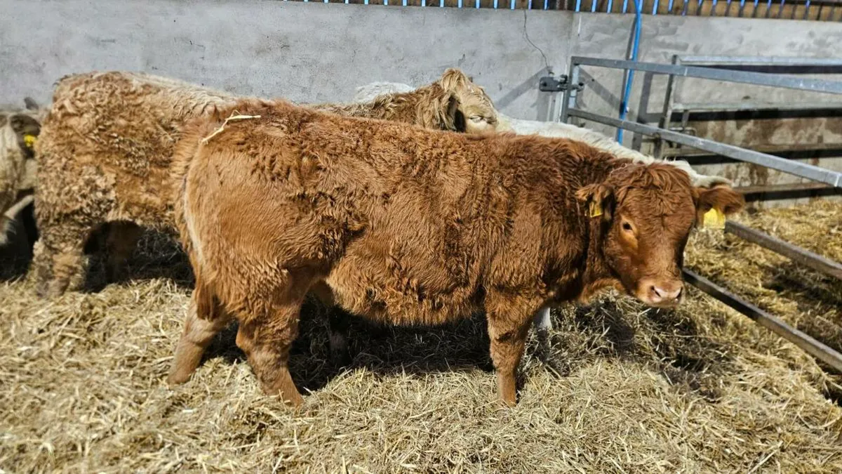 Charolais & Limousin Heifers - Image 4
